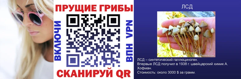 Псилоцибиновые грибы Cubensis  Судогда 